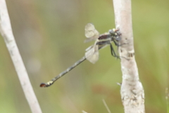 Petalura litorea
