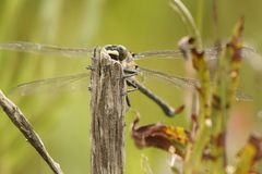 Petalura litorea