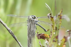 Petalura litorea