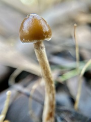 Psilocybe alutacea