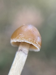 Psilocybe alutacea