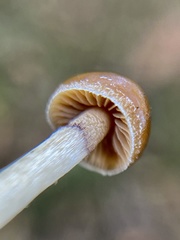 Psilocybe alutacea