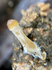 Psilocybe alutacea