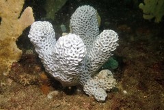Holopsamma laminaefavosa