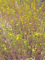 Deinandra fasciculata