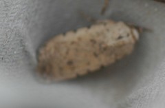 Caradrina selini