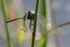 Orthetrum robustum