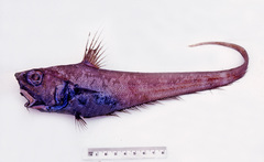 Cohen's Whiptail photo 1