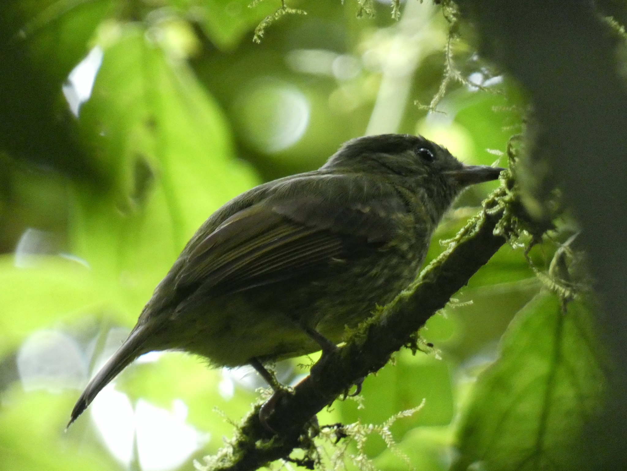 Olive-striped Flycatcher illustration