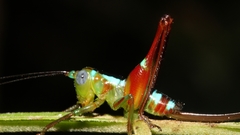 Paraxiphidium iriodes