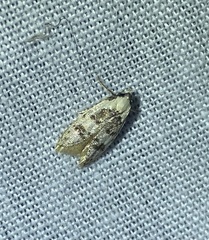 Scatochresis innumera