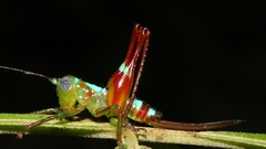 Paraxiphidium iriodes