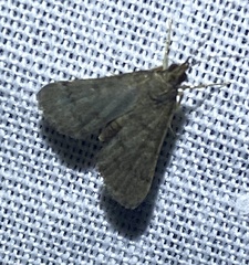 Piletocera macroperalis