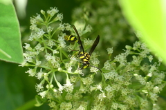 Phimenes flavopictus flavopictus