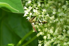 Phimenes flavopictus flavopictus