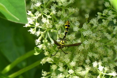 Phimenes flavopictus flavopictus