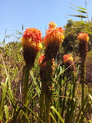 Kniphofia linearifolia