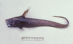 Kapala Whiptail photo 2