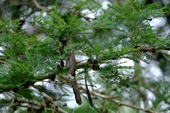 Vachellia robusta clavigera