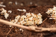 Monomorium intrudens