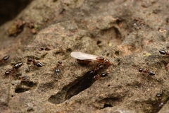 Crematogaster vagula