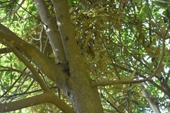 Pseudotorynorrhina japonica