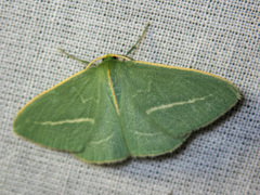 Chlorocoma stereota