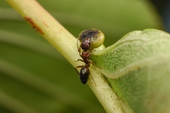 Camponotus vitiosus