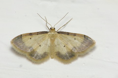 Idaea politaria