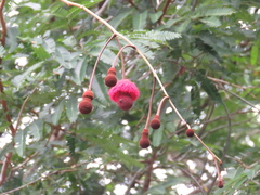 Parkia