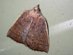 Authaemon stenonipha