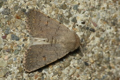 Caradrina aspersa