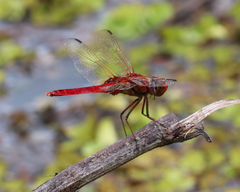 Urothemis aliena
