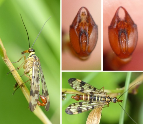 Common European Scorpionfly