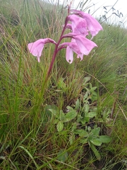 Disa pulchra