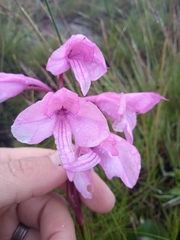Disa pulchra