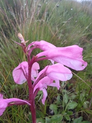 Disa pulchra