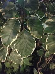 Polyscias guilfoylei