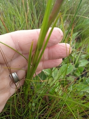 Disa pulchra