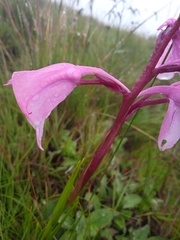 Disa pulchra