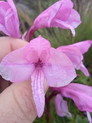 Disa pulchra