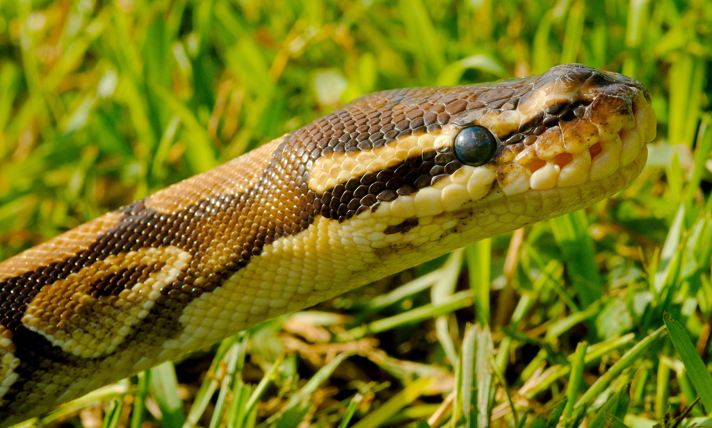 Ball python - Wikipedia