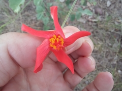 Hibiscus waterbergensis