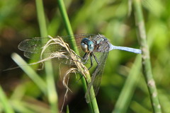 Orthetrum robustum