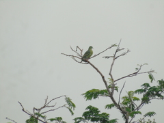 Treron griseicauda