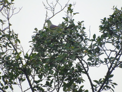 Treron griseicauda