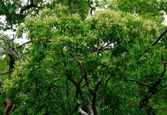 Terminalia phanerophlebia