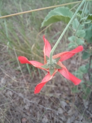 Hibiscus waterbergensis