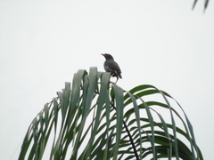 Acridotheres javanicus