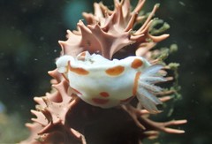 Goniobranchus tasmaniensis
